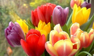 Мамины Тюльпаны