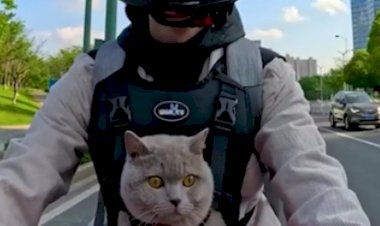 Кошки байкеры и велосипедисты