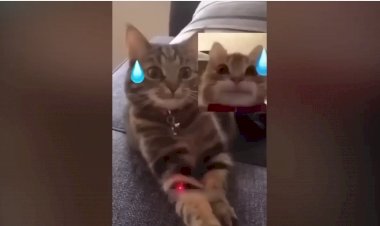 Веселые животные