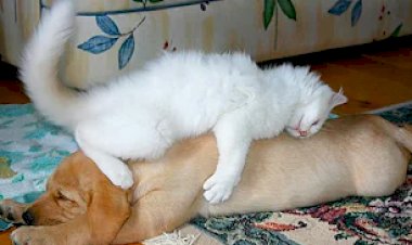 Самые смешные животные приколы с котами и собаками