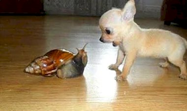 ПРИКОЛЫ С ЖИВОТНЫМИ ДО СЛЕЗ