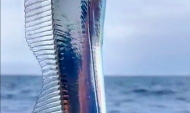 Рыба — сабля. И не только по форме