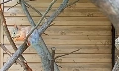 Белка. Что грызет белка?.mp4