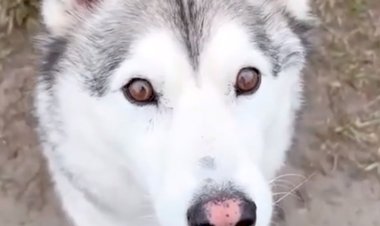 Ох, уж эти хаски ))