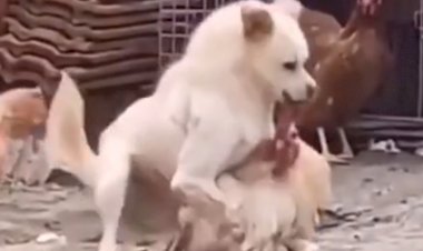 неравный бой