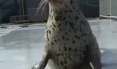 мечты, мечты