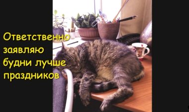 Любимые будни кота Кузьмы — фото зарисовка