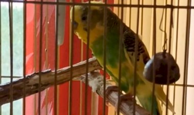 Попугай подпевает Rammstein