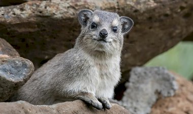 Какое животное считается ближайшим родственником слона? Ответ удивит