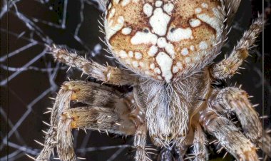 Очень страшная статья ! Паукиииии повсюдуууу...бррр..