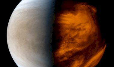 Атмосферу Венеры формируют микробы?