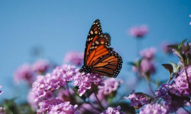 Бабочка позирует