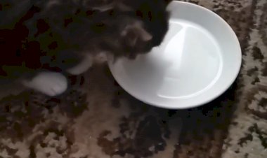 Пушок первый раз пробует молоко