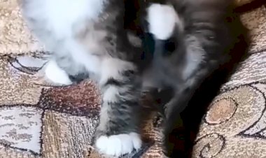 Наш Пушок растёт быстро