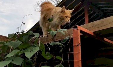 Кошка, которая гуляет сама по себе