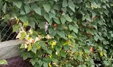 Спаржевая фасоль отличная защита от солнца в летней беседке