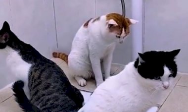 Эволюция туалета для кошек