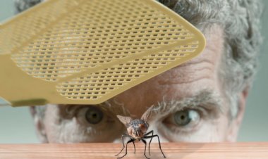 Почему так сложно поймать муху? Всё дело - в нашем мышлении...