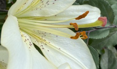 Лето в белом