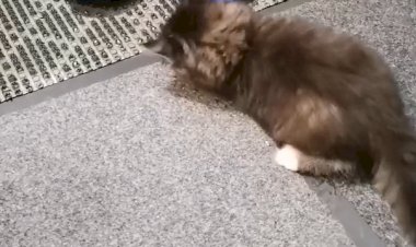 Пушок и его любимые сланцы