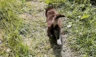 На прогулке первый раз