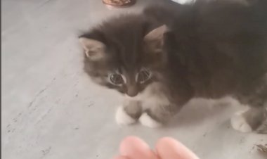 Маленький шкодник Пушок