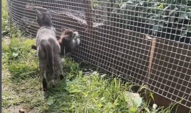 Наш котенок как ребенок