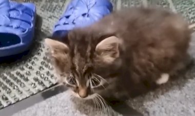 Любимые сланцы Пушка. Лучше нет игрушки