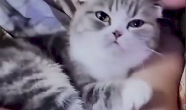 Минутка позитива от пушистиков