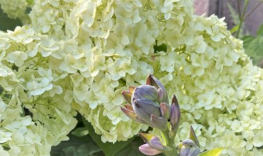 Гортензия Анабель. Двойной "выхлоп" от покупки цитрусовых