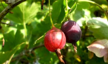 Интересные факты о крыжовнике