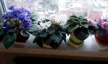 Мои любимые фиалочки