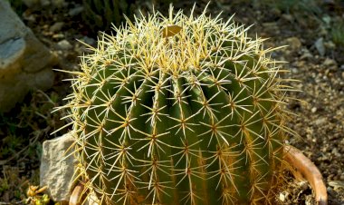 Кактус по имени Дуня ?