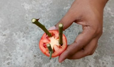 Выращивание черенков роз в помидорах