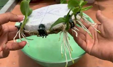 Как легко я развожу самую красивую орхидею в мире