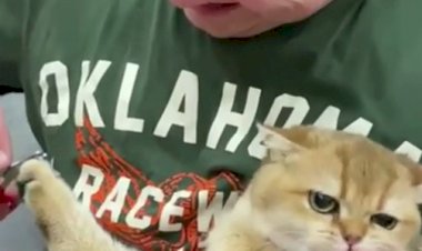 А вы каким способом пользуетесь? Варианты подрезки когтей кошкам