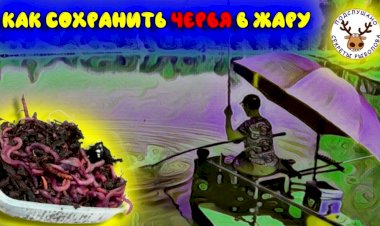 Как сохранить червей в жару