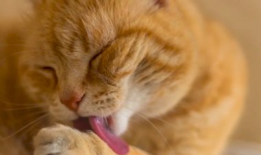 Рыжий Чистюля)