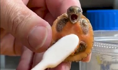 И черепахи боятся щекотки