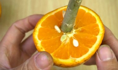 Методы размножения цветов плюмерии с использованием апельсинов
