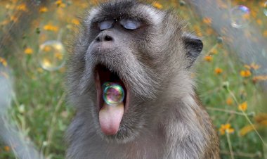 Прикольные животные