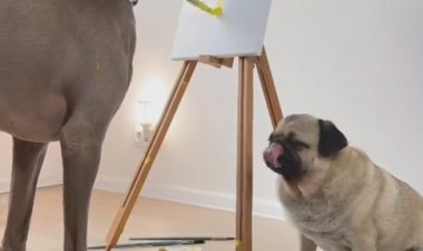 Собака, которая научилась рисовать картины