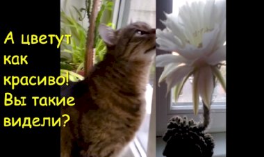 Невероятное приключение кота Кузьмы