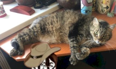 Необыкновенное приключение кота Кузьмы