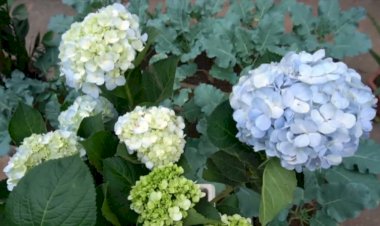 Как размножить гортензию