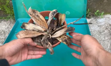 МАЛО КТО ЗНАЕТ, КАК ОЖИВИТЬ ГНИЛЫЕ ОРХИДЕИ