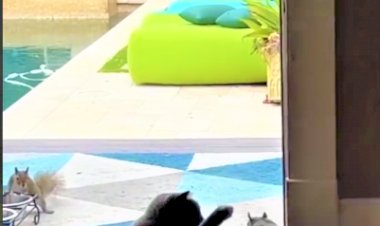 Шустрый воришка и ленивый охранник