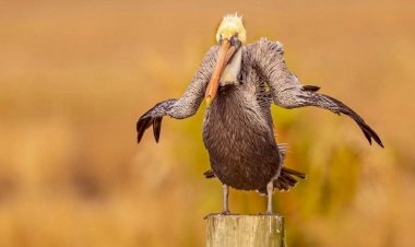 Веселая подборка видео с животными