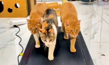 Необходим ли кошкам фитнес?