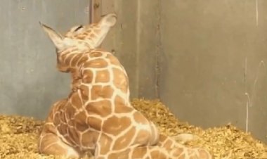 Что же делать с шеей???